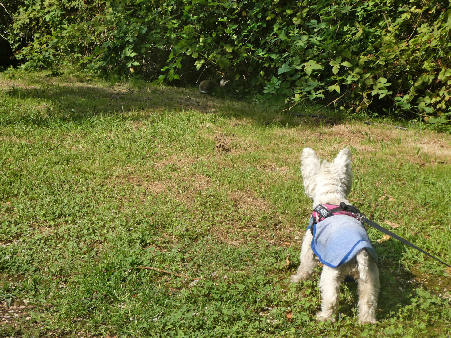 poppy the westie keeps an eye on an imposter