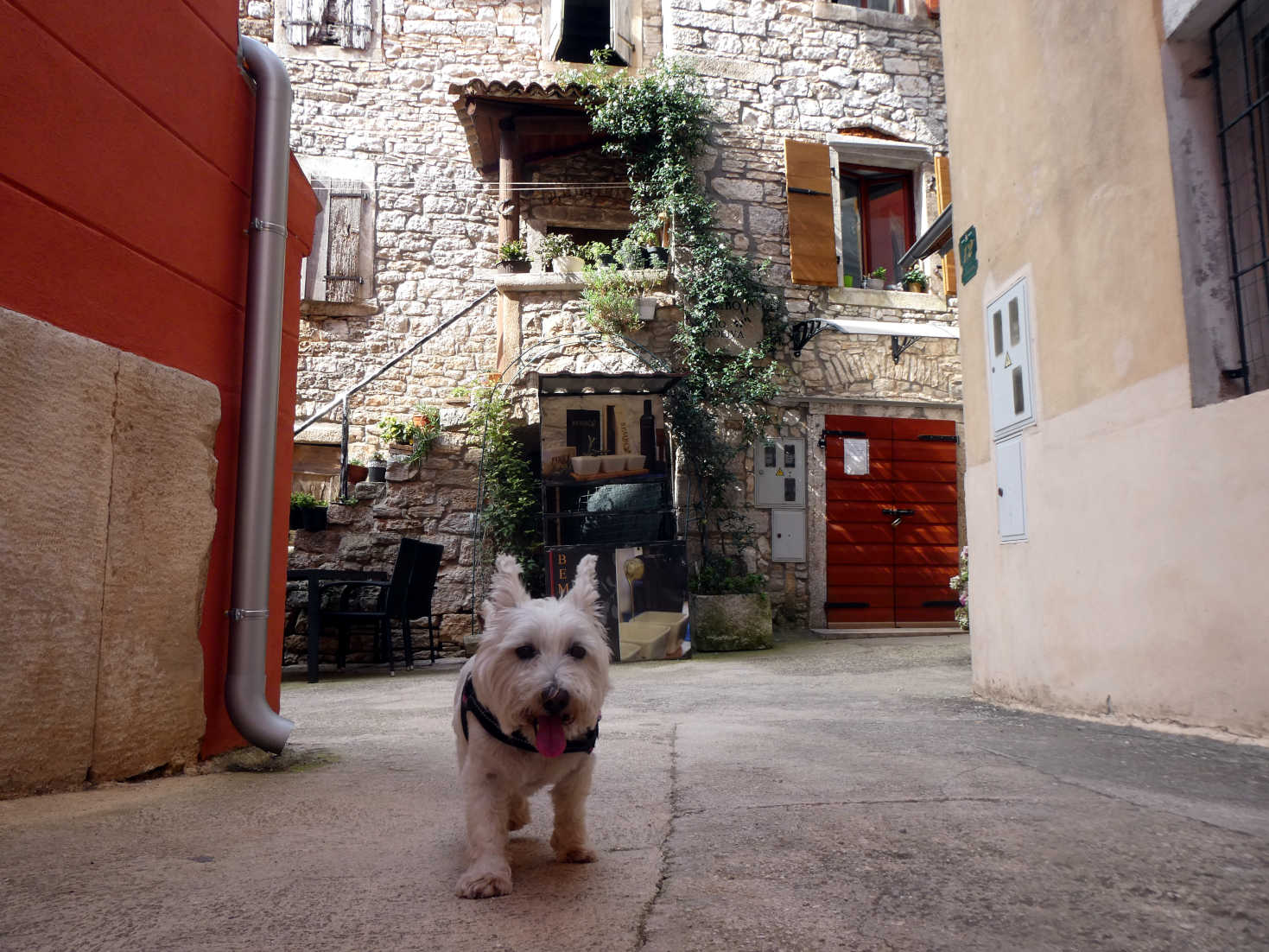 poppy the westie leaving Bale