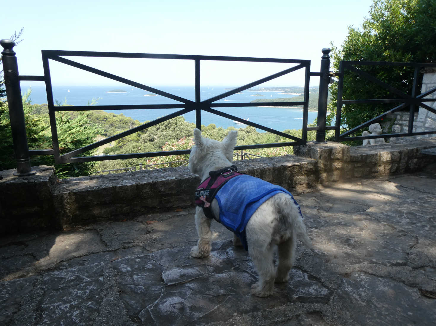 poppy the westie longs for cool sea at Vrsar