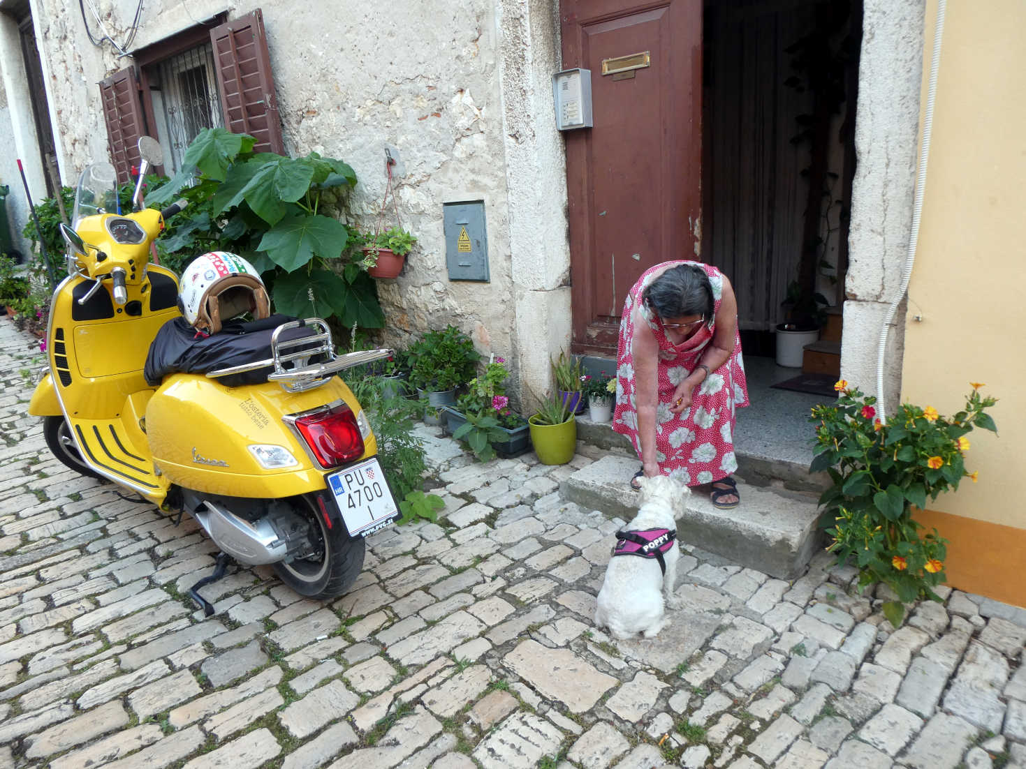 poppy the westie makes friends in Rovinj