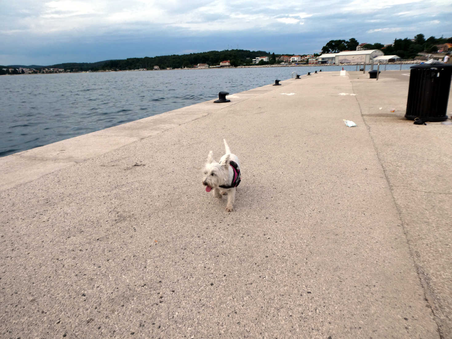 poppy the westie on Promenade Rovinj