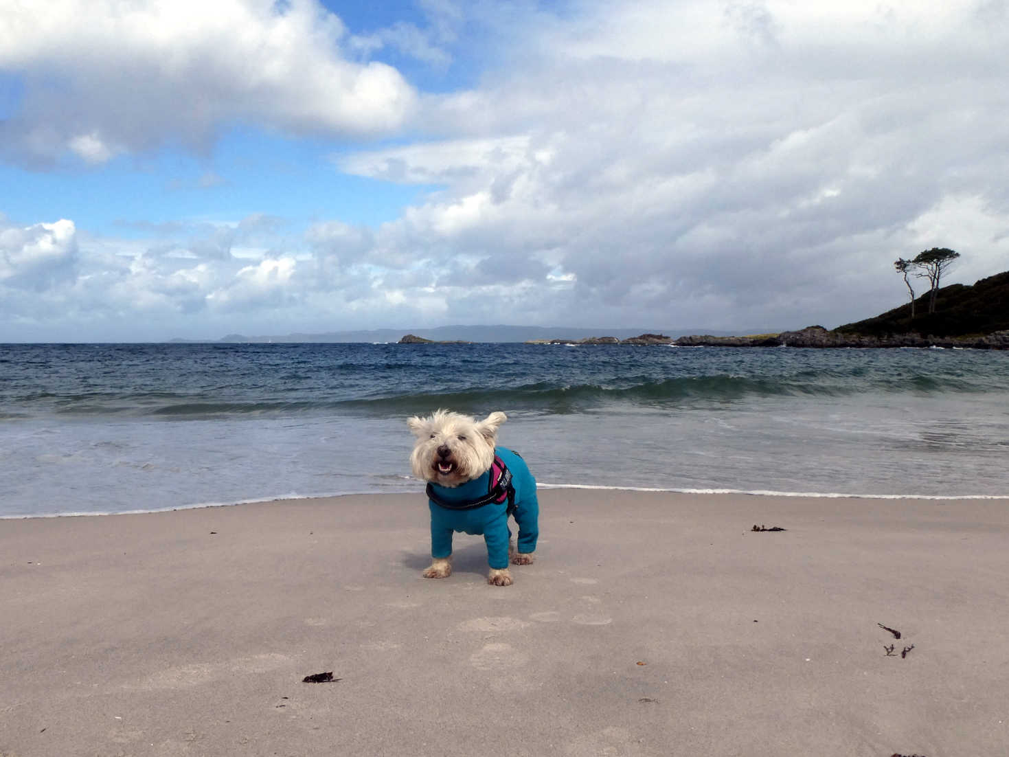 poppy the westie on Traigh second beach