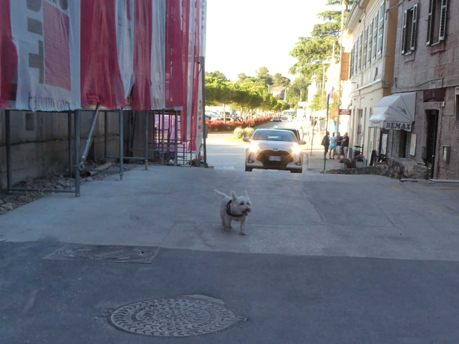 poppy the westie on UI Driovier Rovinj