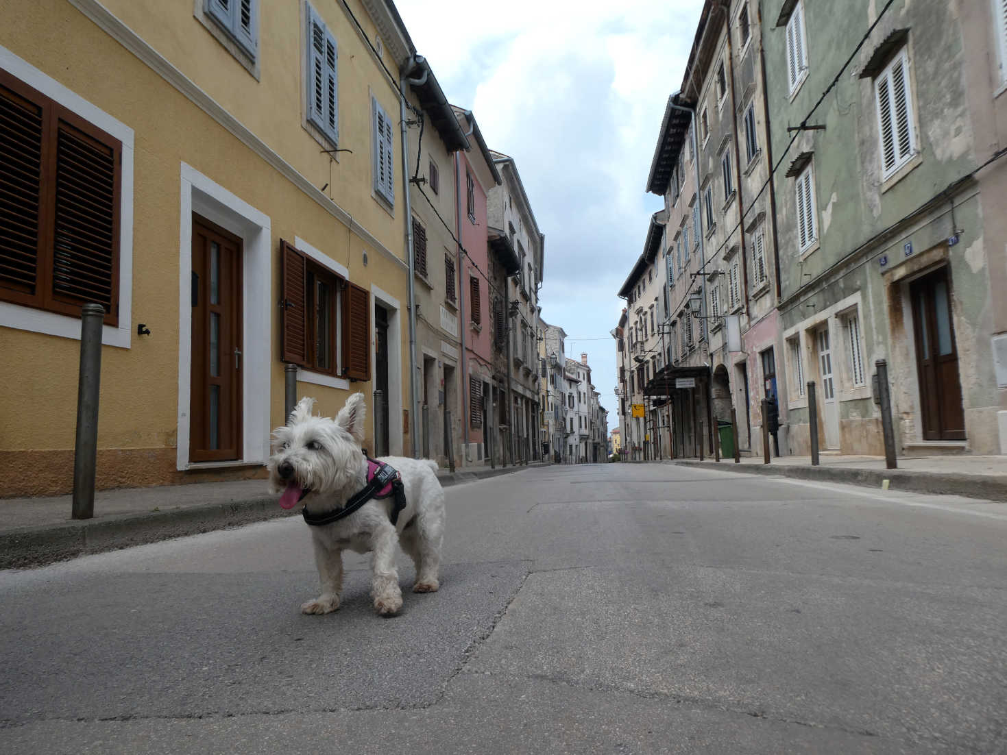 poppy the westie on Vodnijan main street