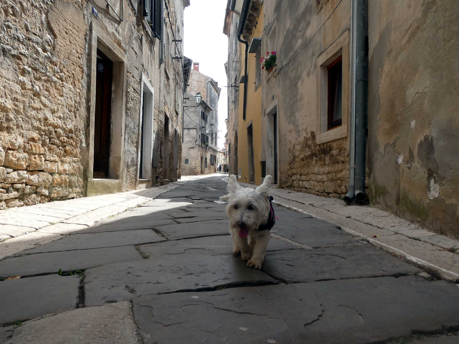 poppy the westie on back streets of Vodnijan