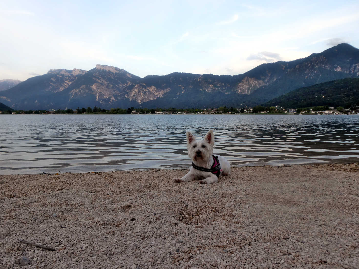 poppy the westie on beach at Caldonazzo