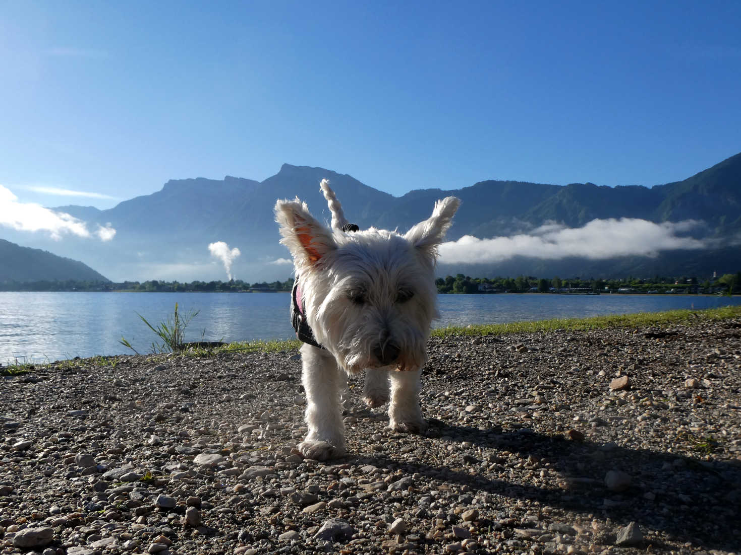 poppy the westie on lago di calbonazza at dawn