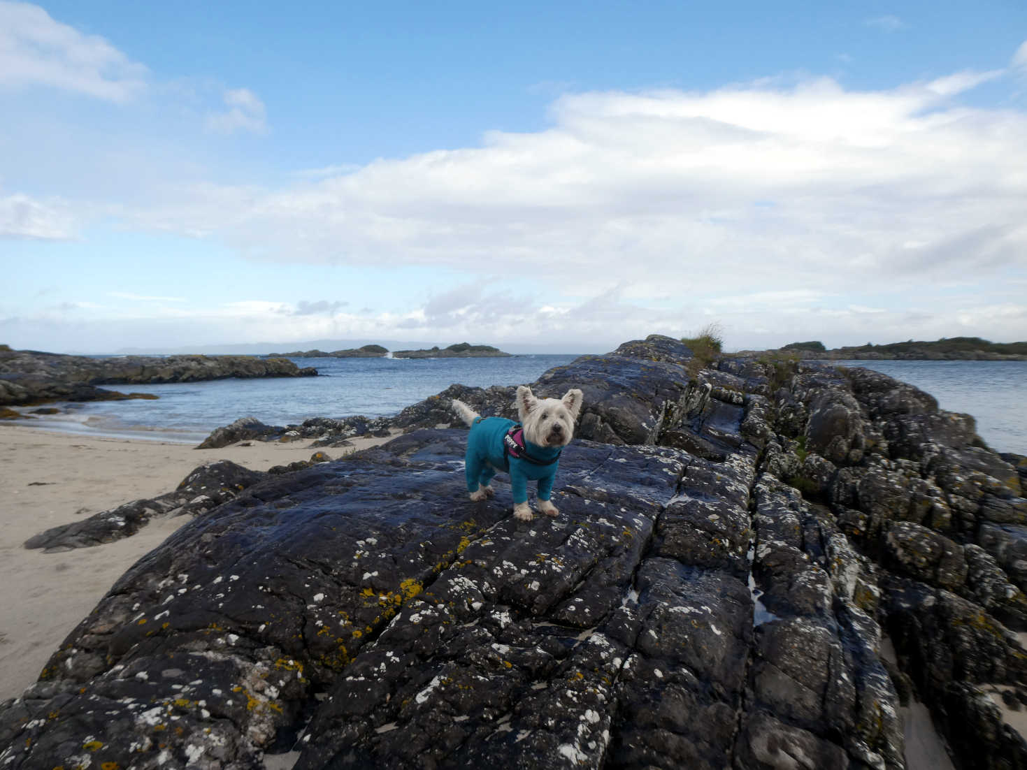 poppy the westie on rock at Traigh beach