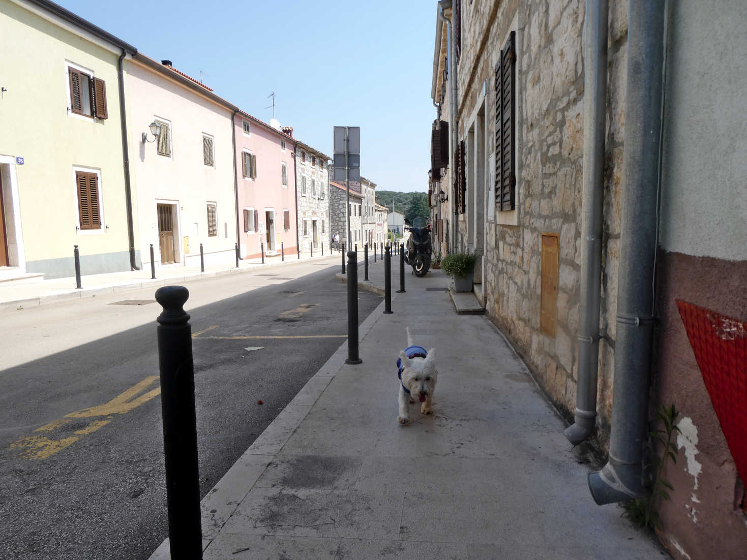 poppy the westie on the hard walk to Vrsar