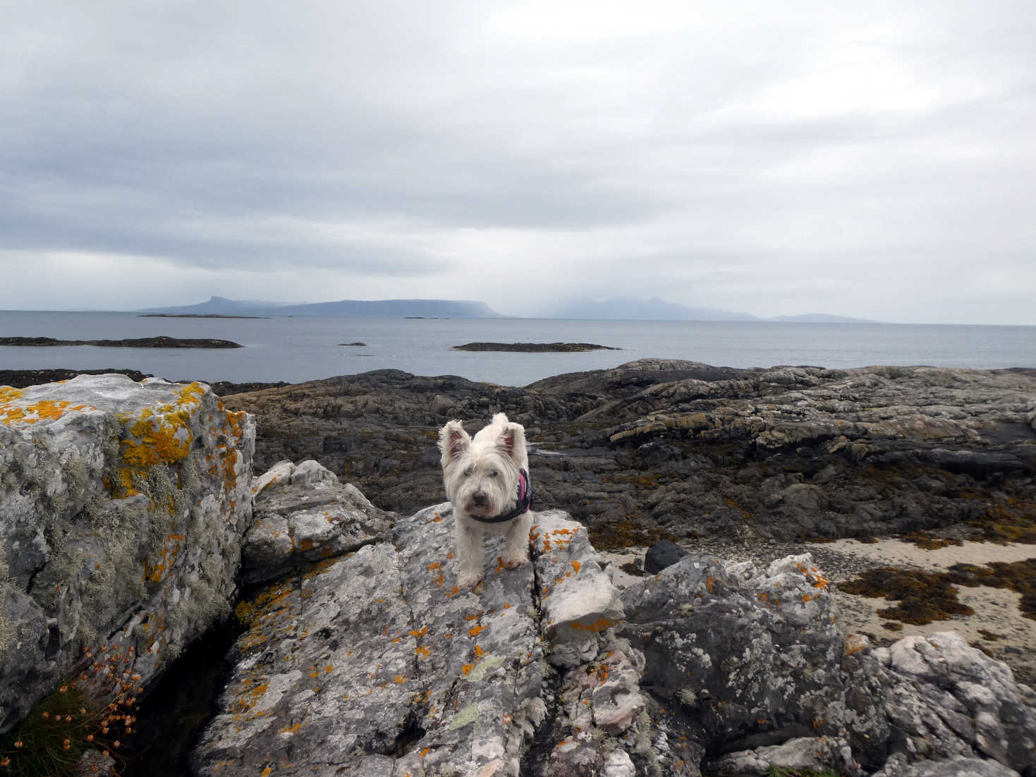 poppy the westie on the island at silversands