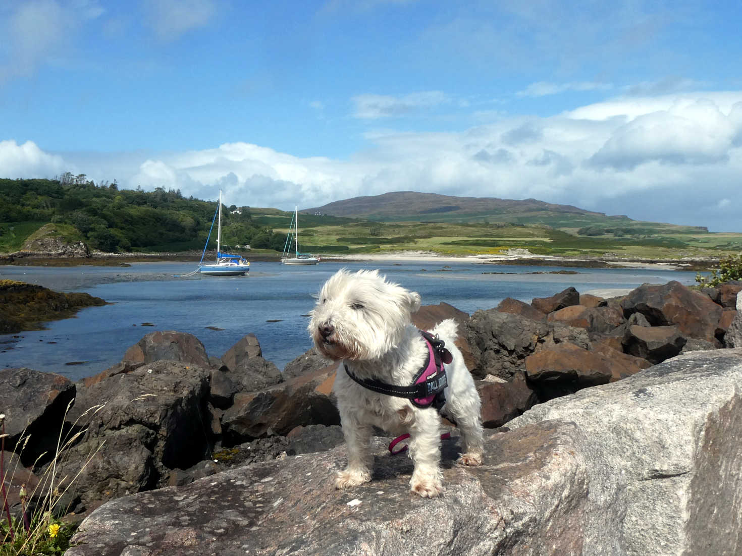 poppy the westie on the pier eigg