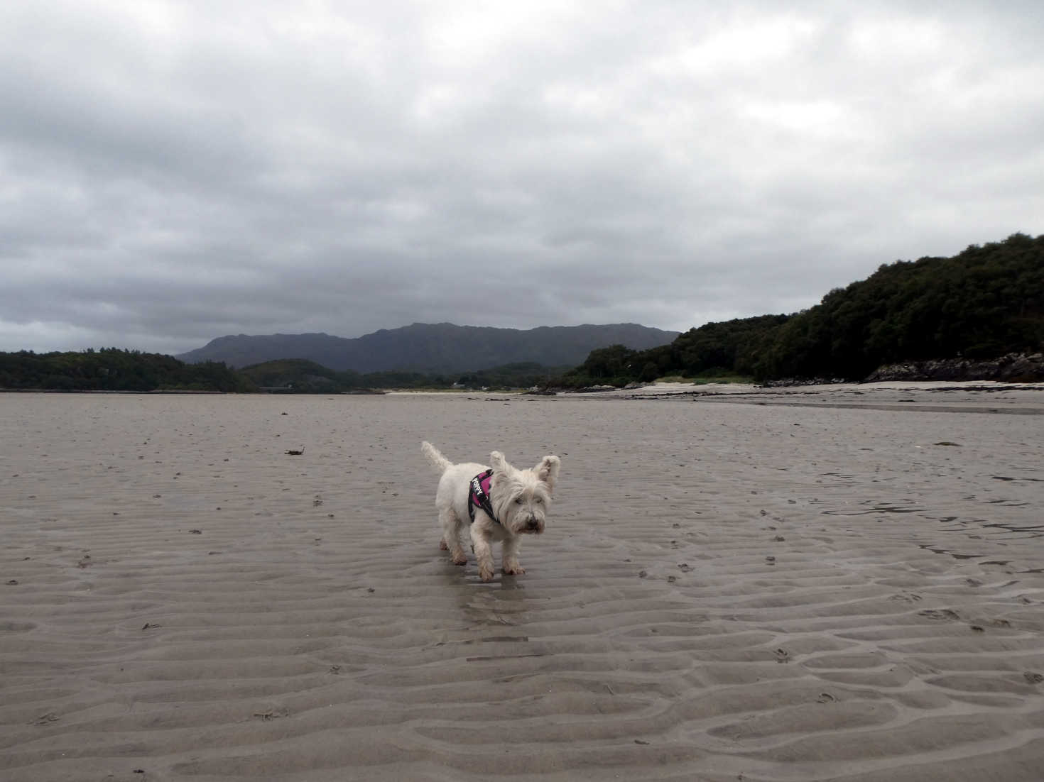 poppy the westie on the sands of morra