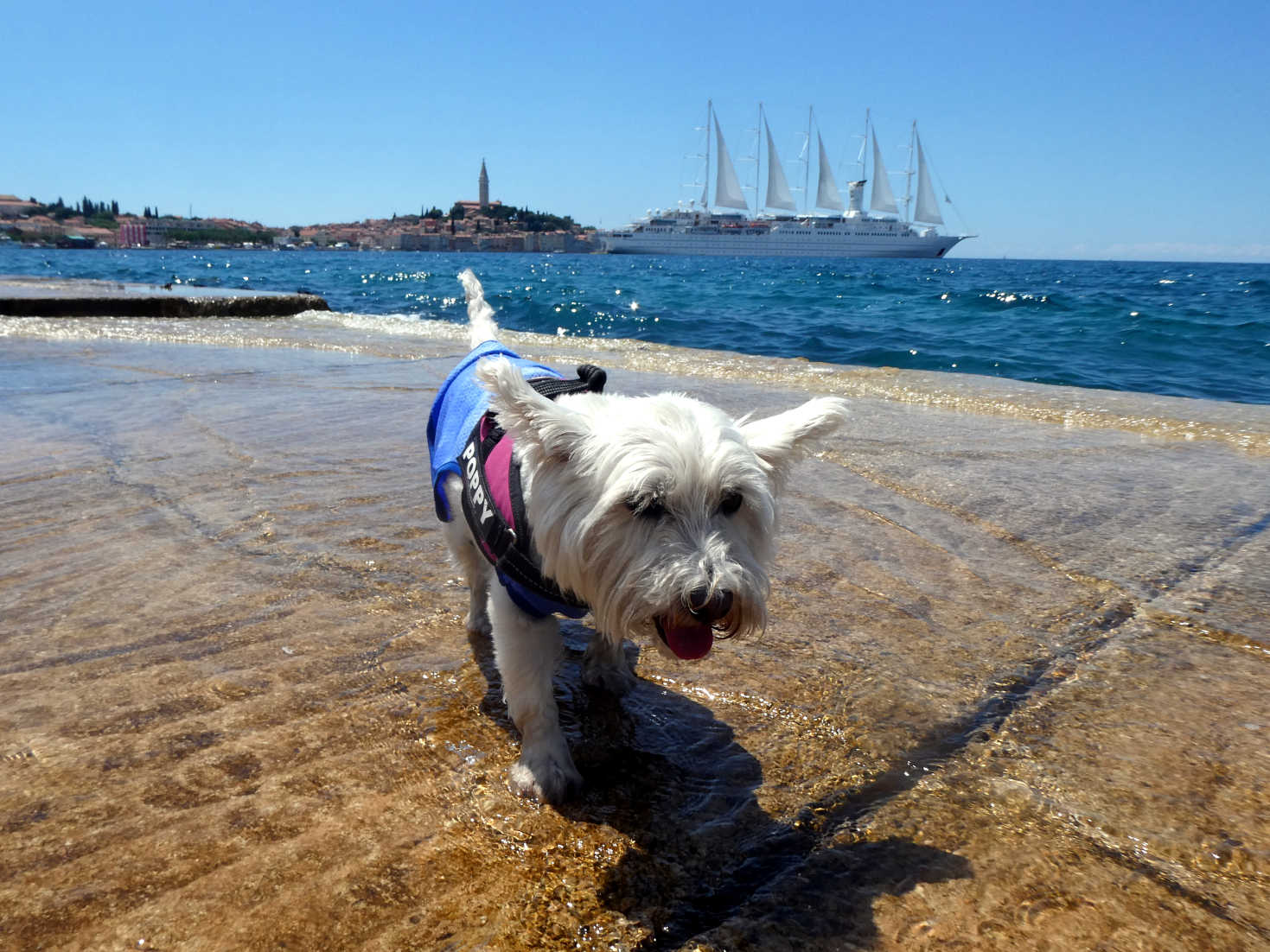 poppy the westie on the slipway at rovinj