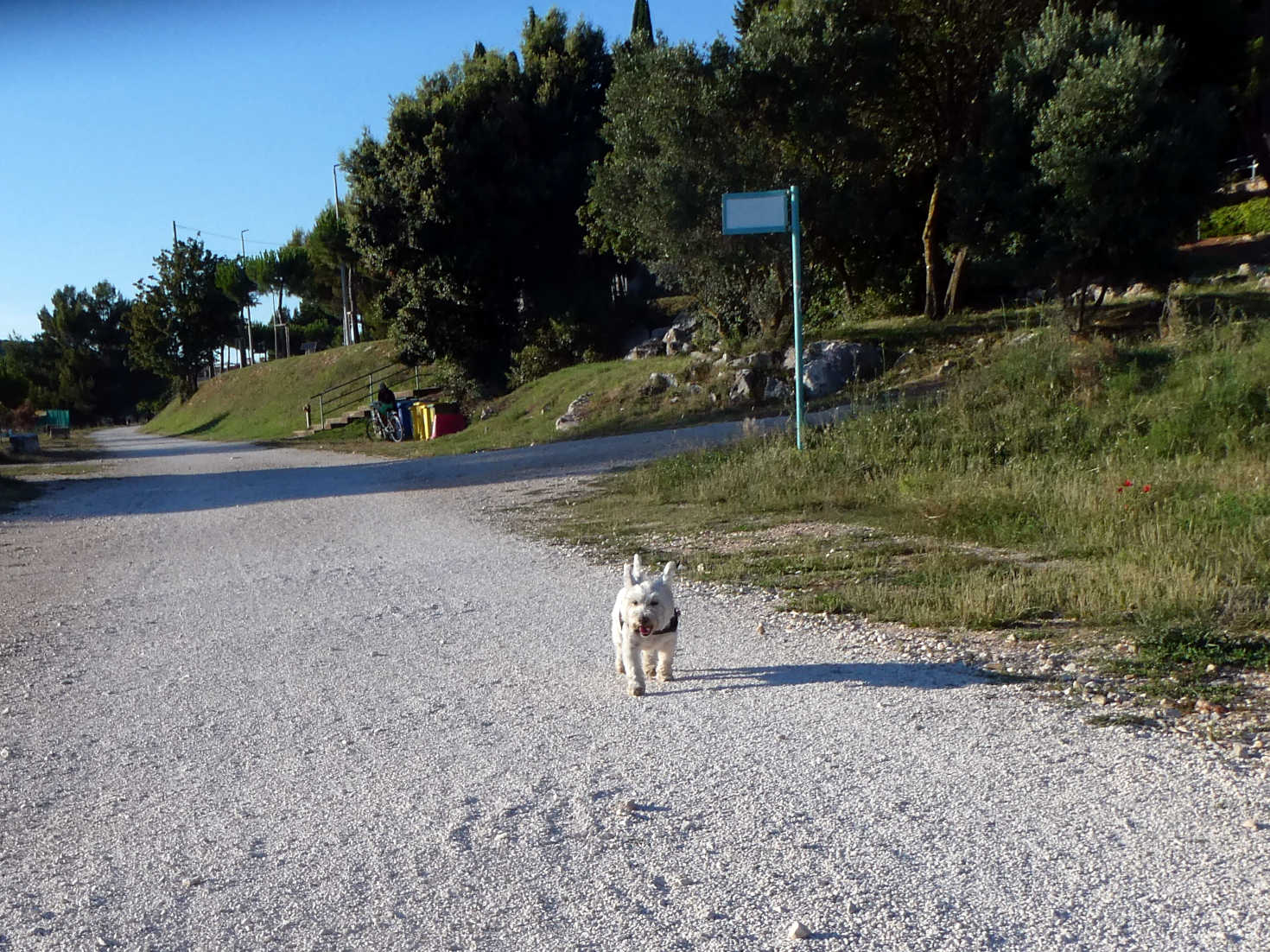 poppy the westie out side camp