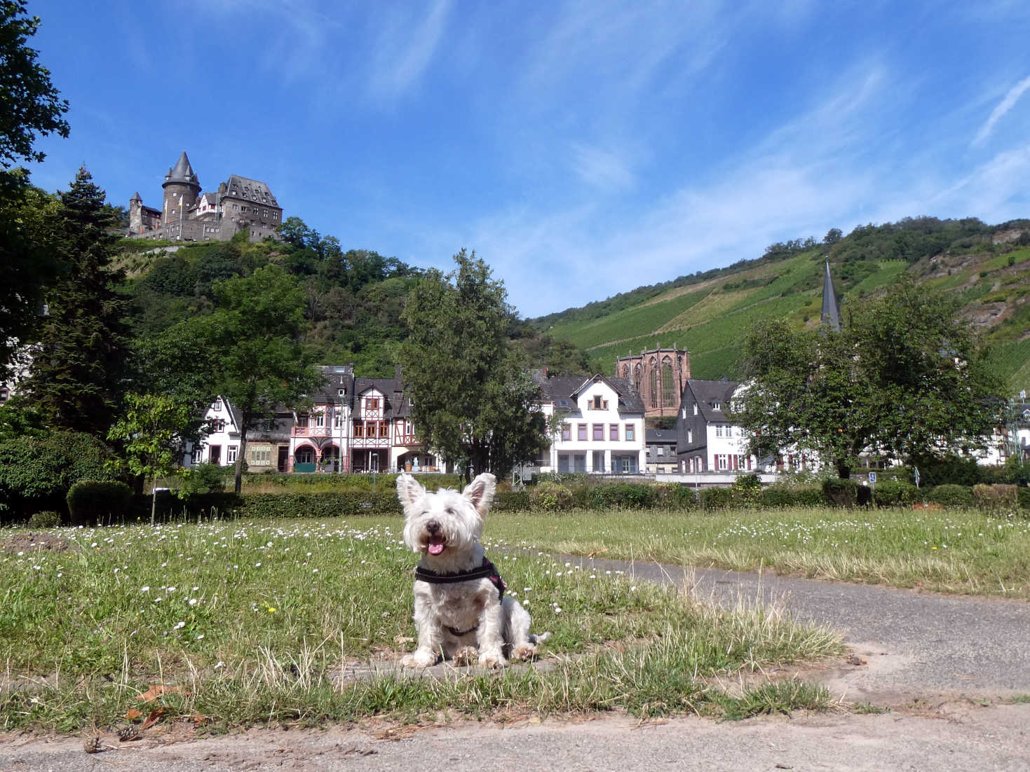 poppy the westie outside Bacharach