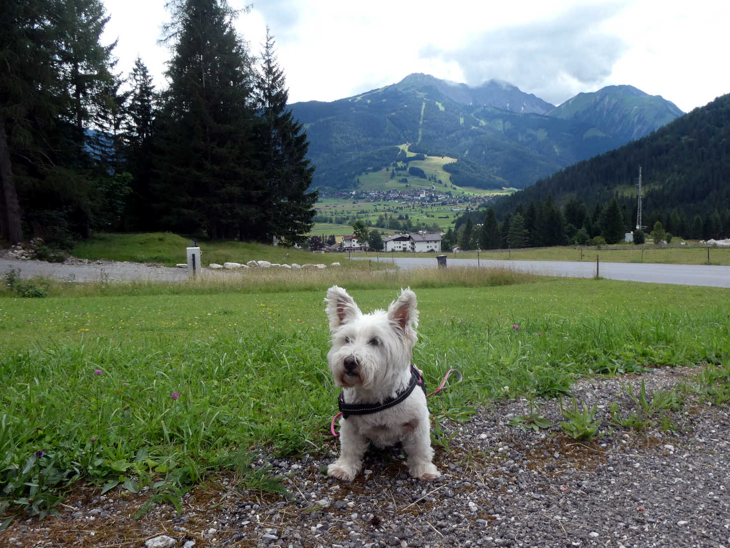 poppy the westie outside camp at Ehrwald