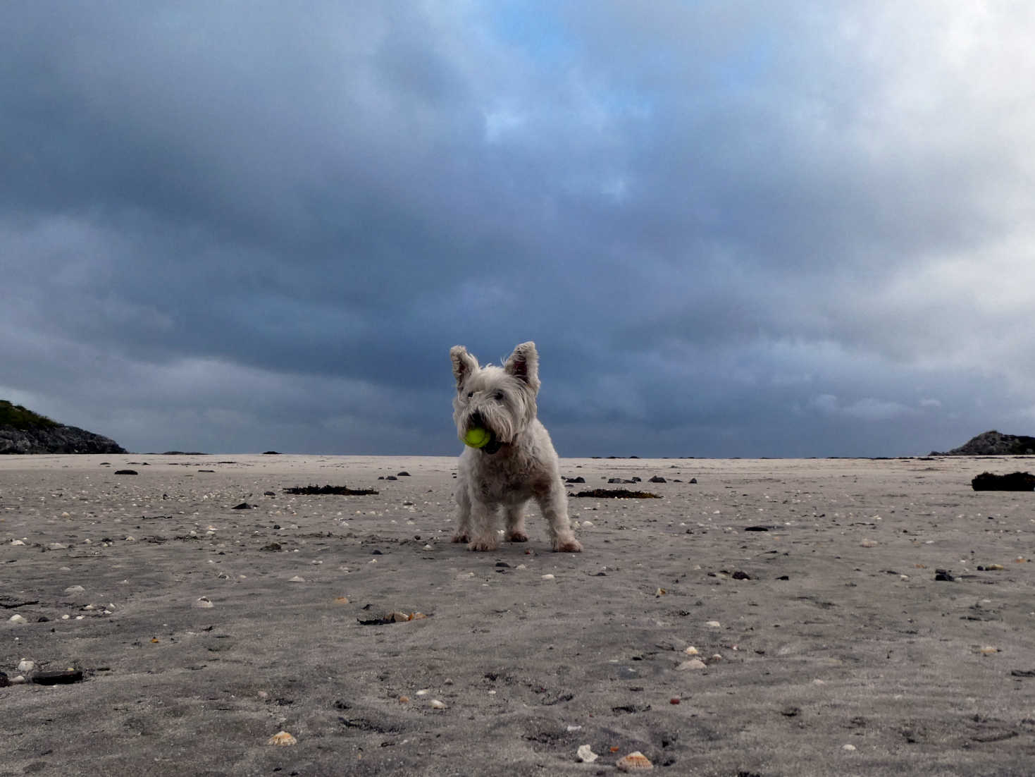 poppy the westie playing ball on silversands beach