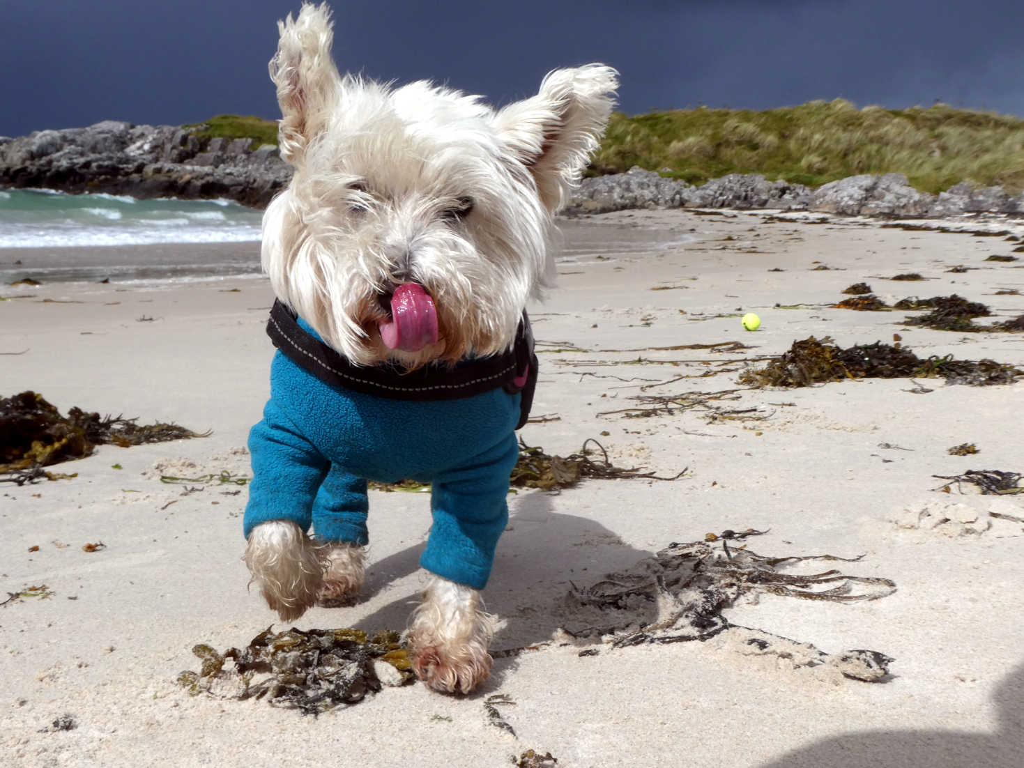 poppy the westie playing in a cove