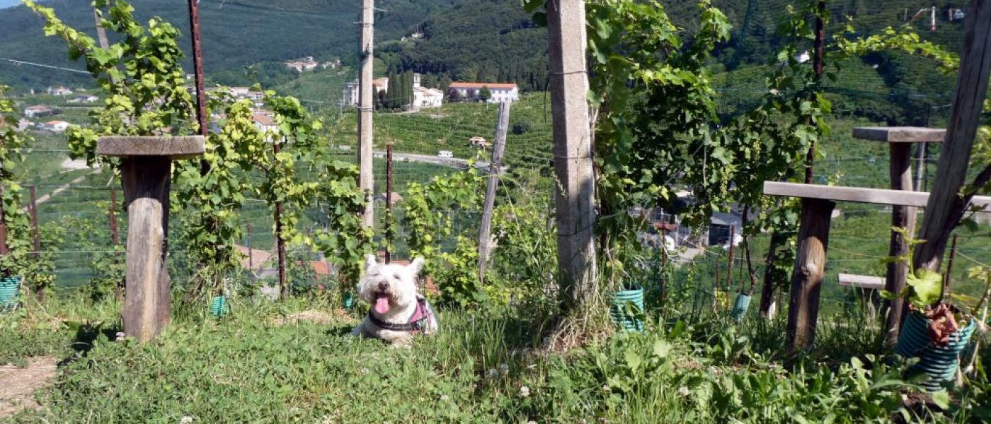 The Prosecco Vending Machine