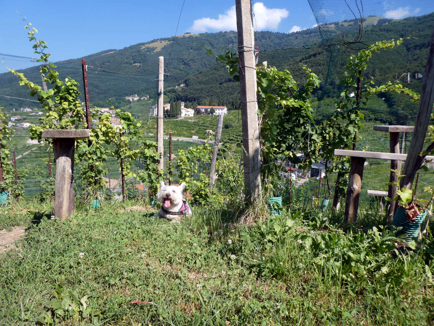 poppy the westie playing in a vineyard