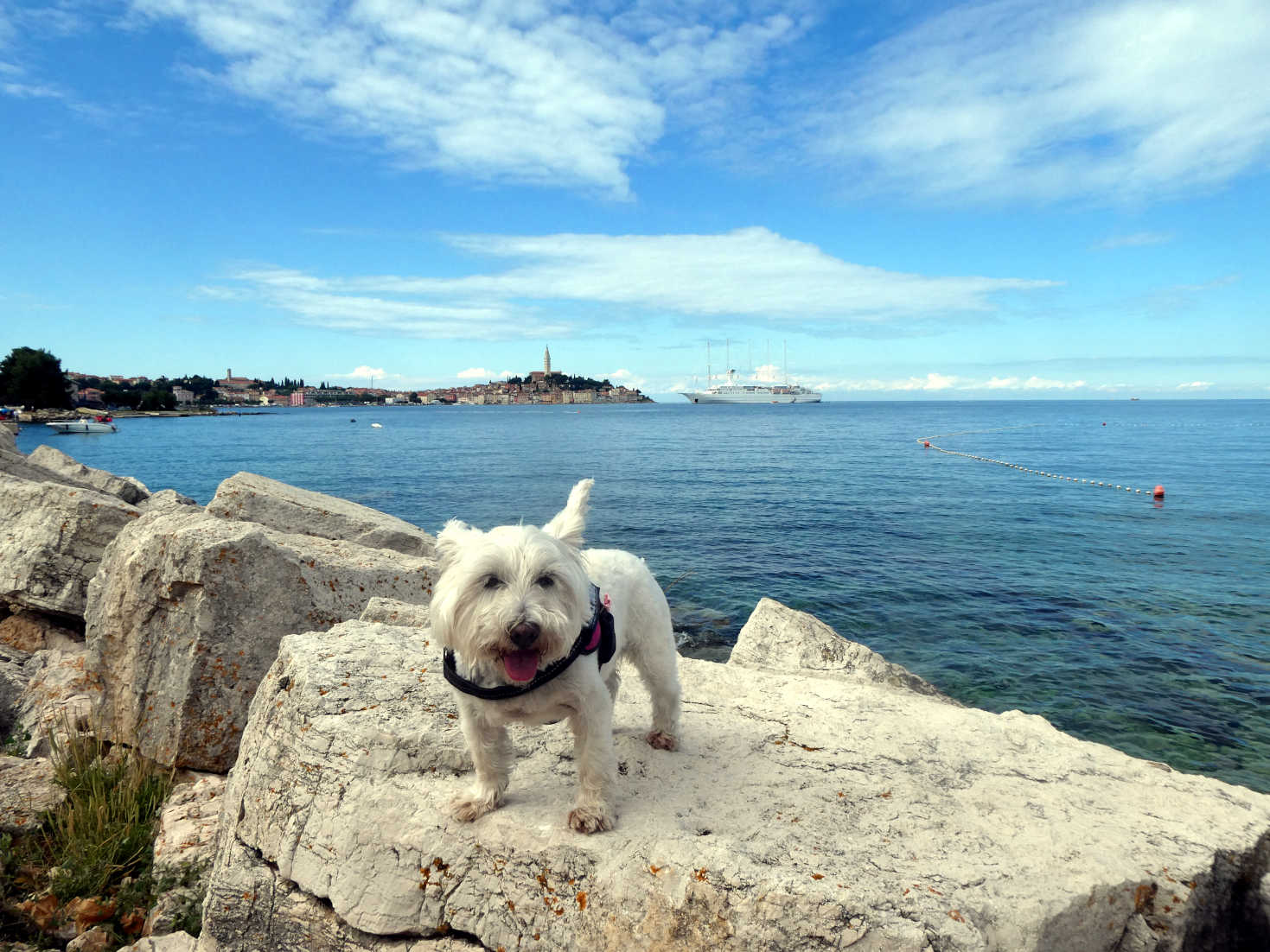 poppy the westie ready for her trip to the island