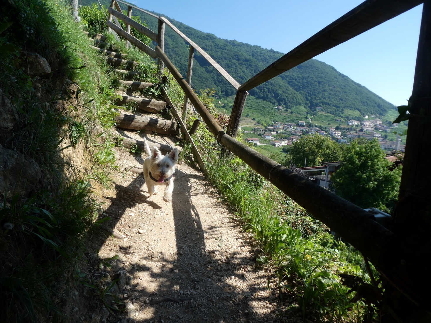 poppy the westie running around a vineyard