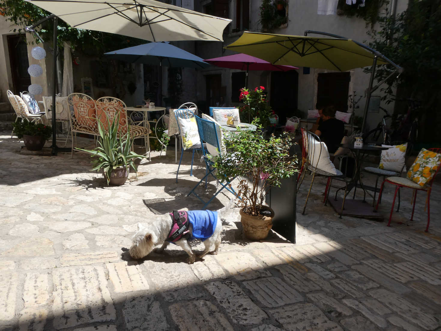 poppy the westie sniffing around rovinj