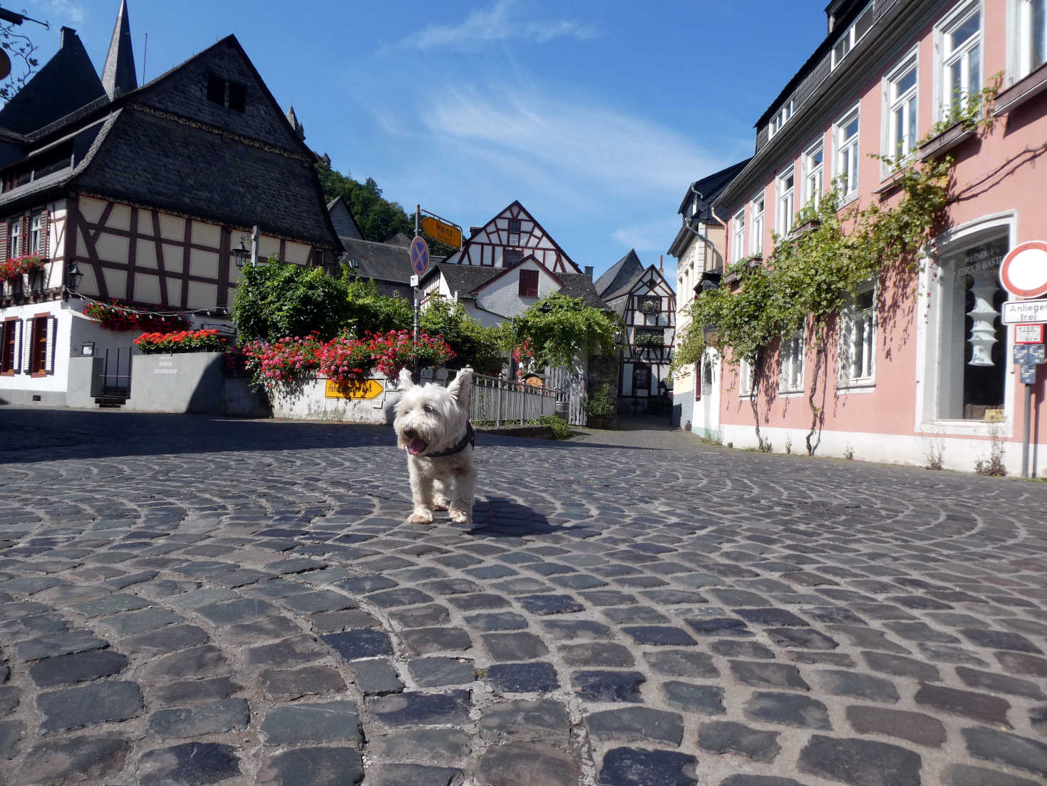 poppy the westie susses out Bacharach