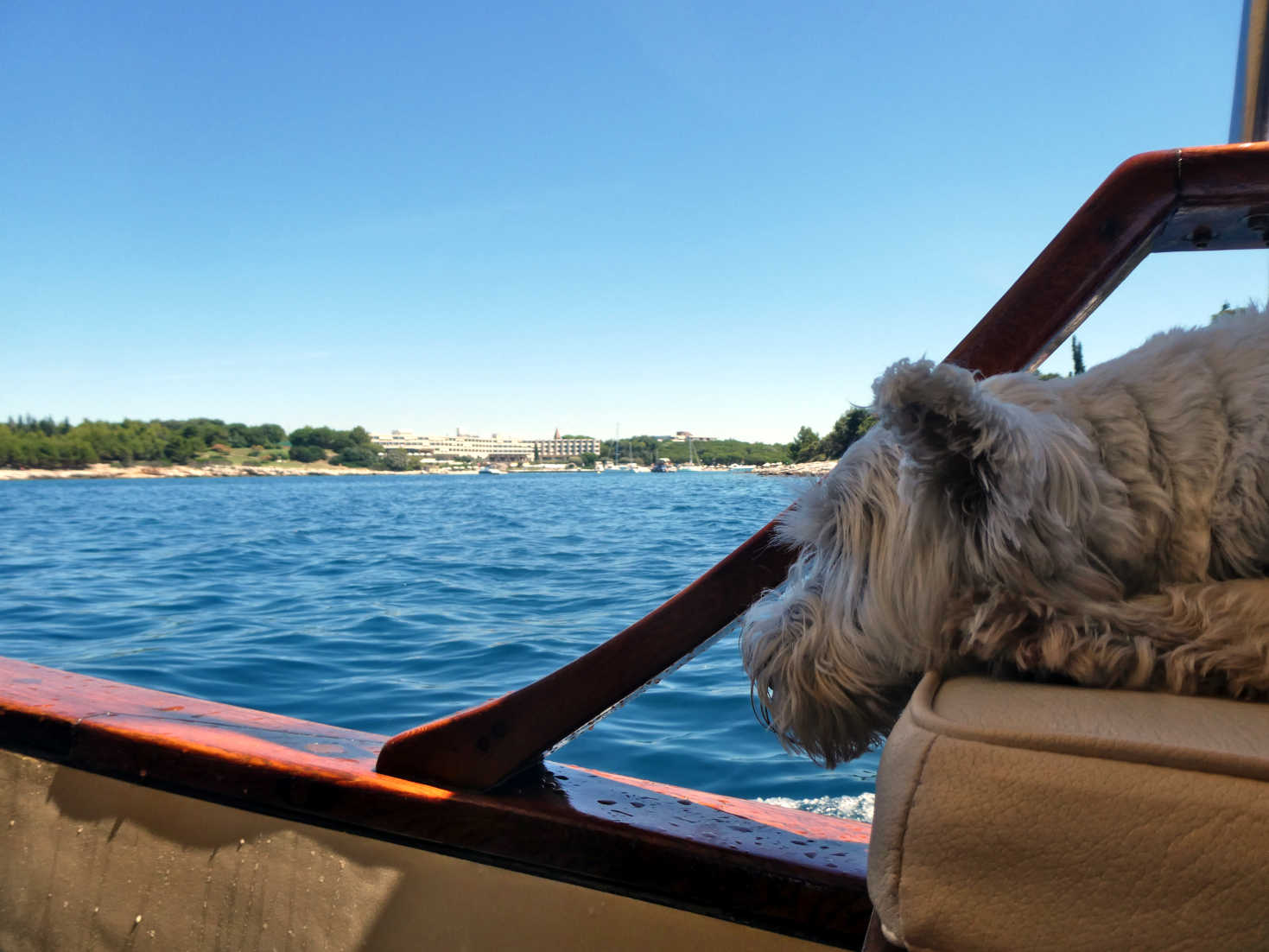 poppy the westie views another forbidden island