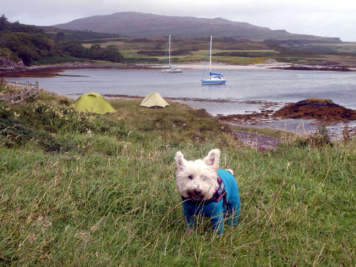 poppy the westie waiting for picnic on eigg