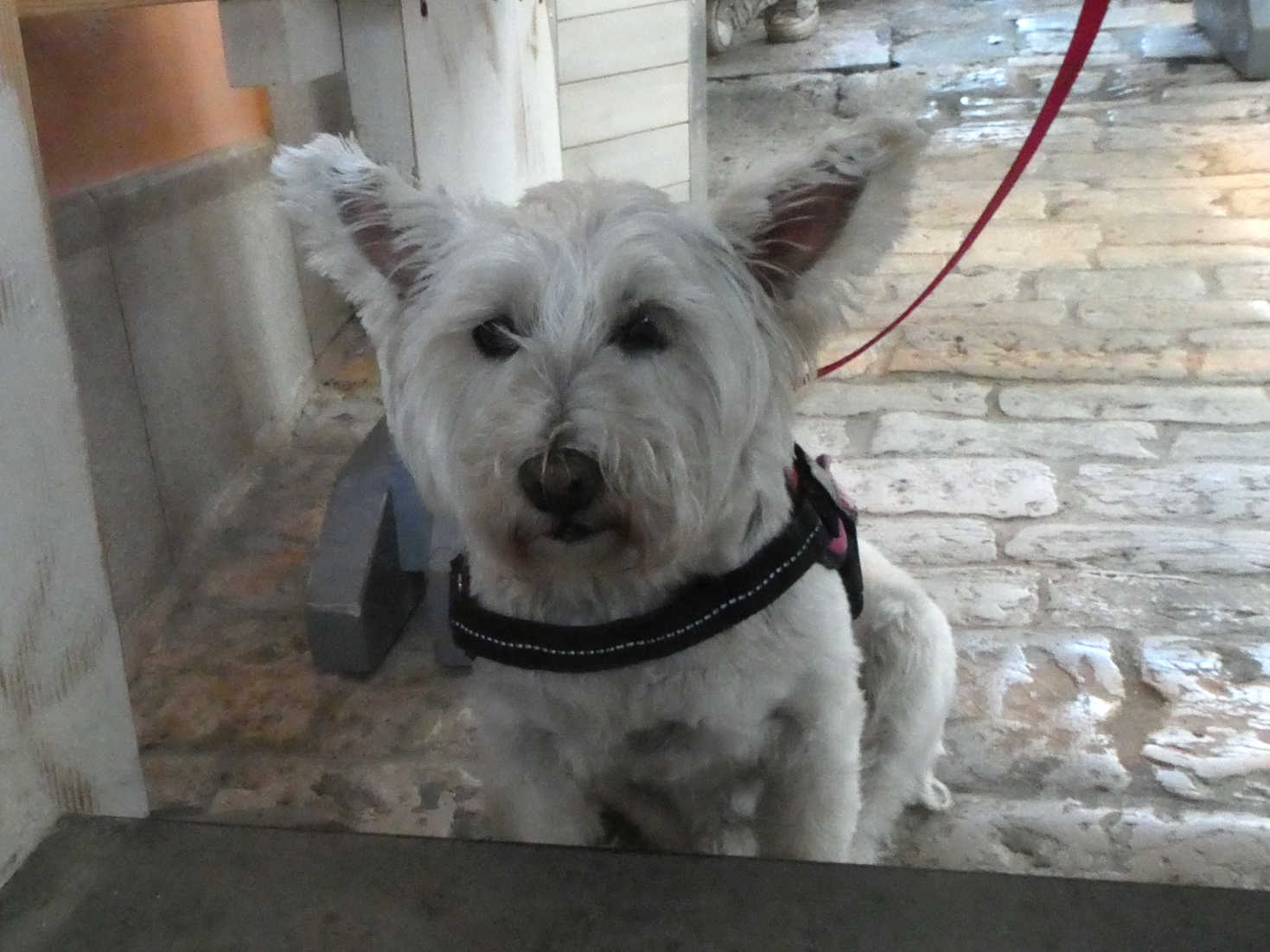 poppy the westie waits for dinner to come at tutto bene