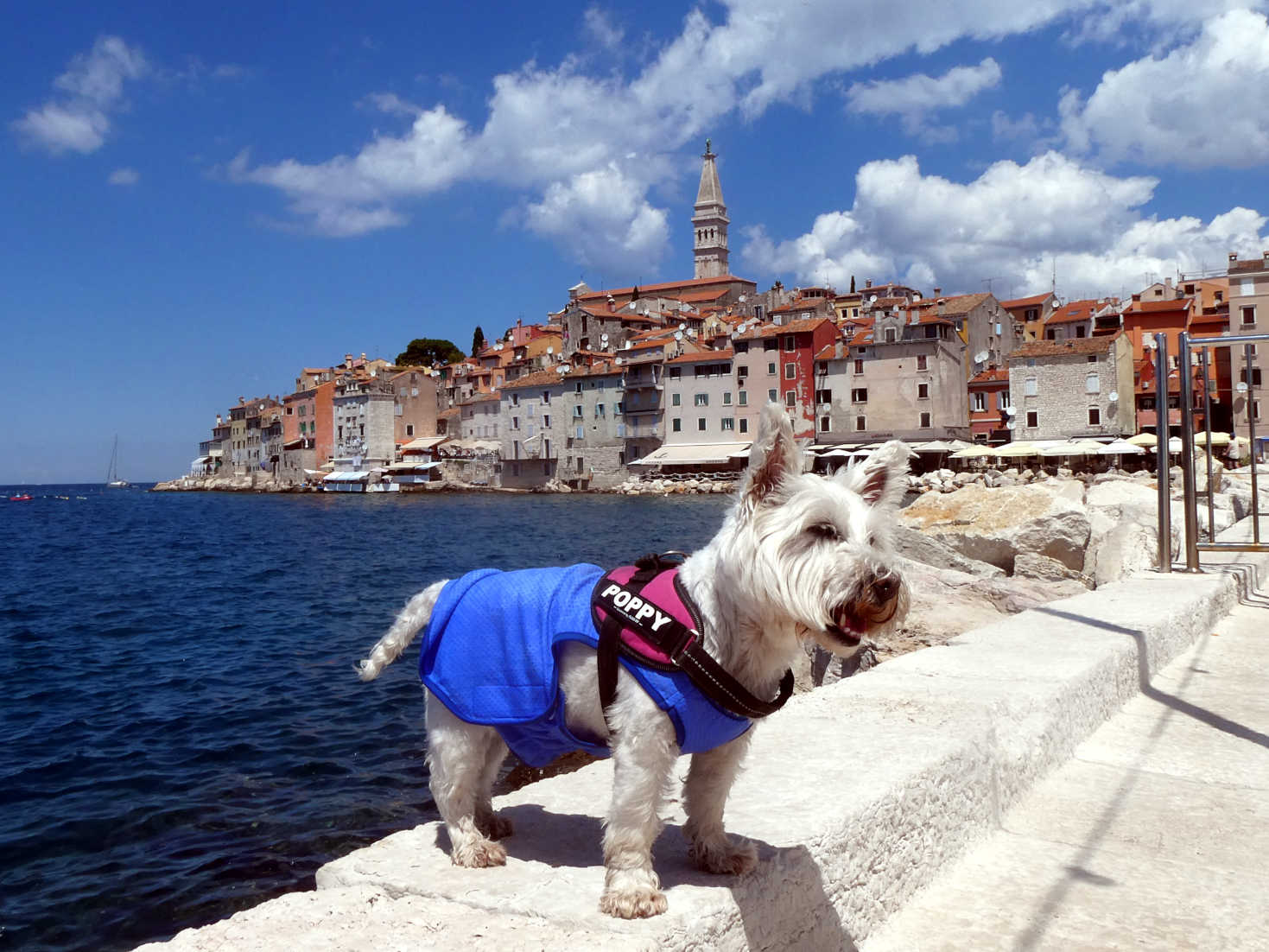 poppy the westie watching mum rovinj