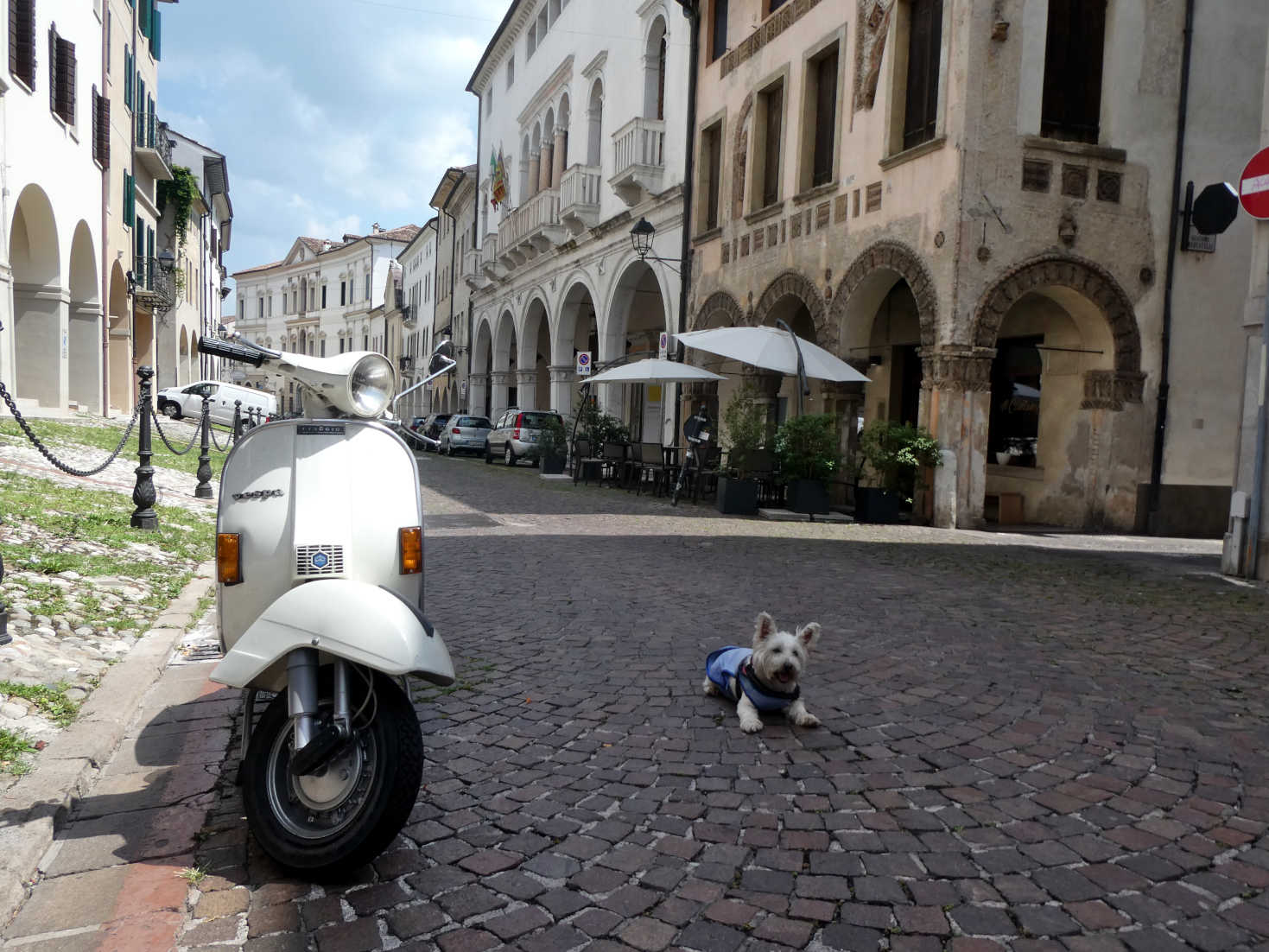 poppy the westie with a PX in Conegliano