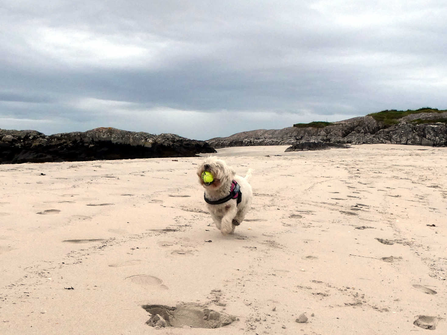 poppy the westie with ball at silversands