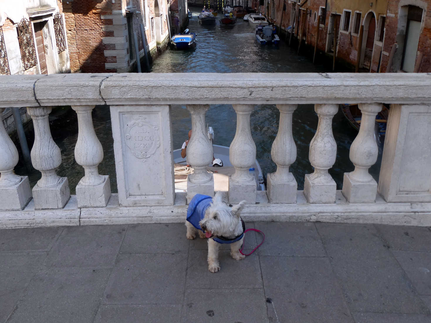 poppy the westies first bridge in Venice