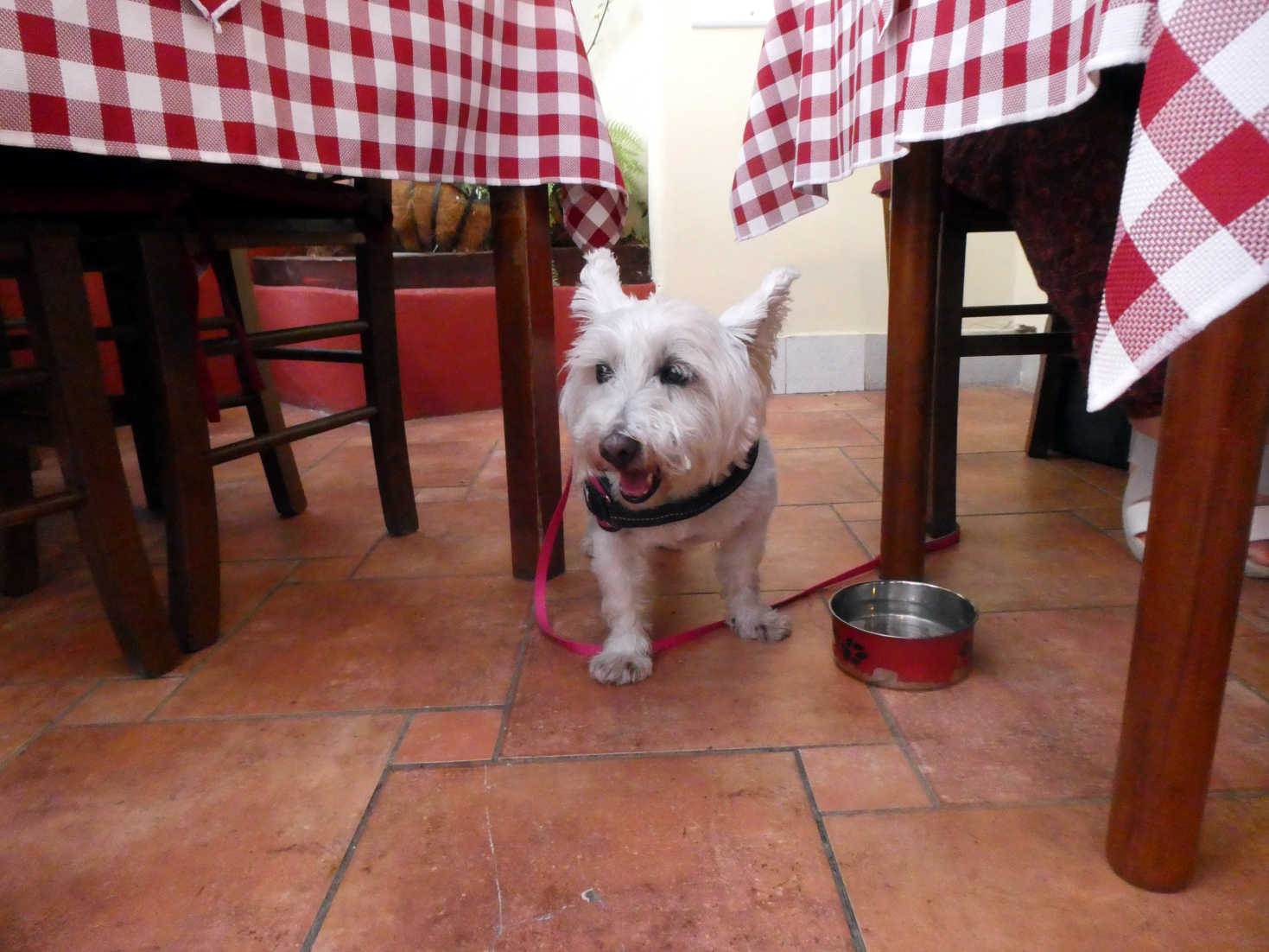 poppy the westies first dinner in Rovinj