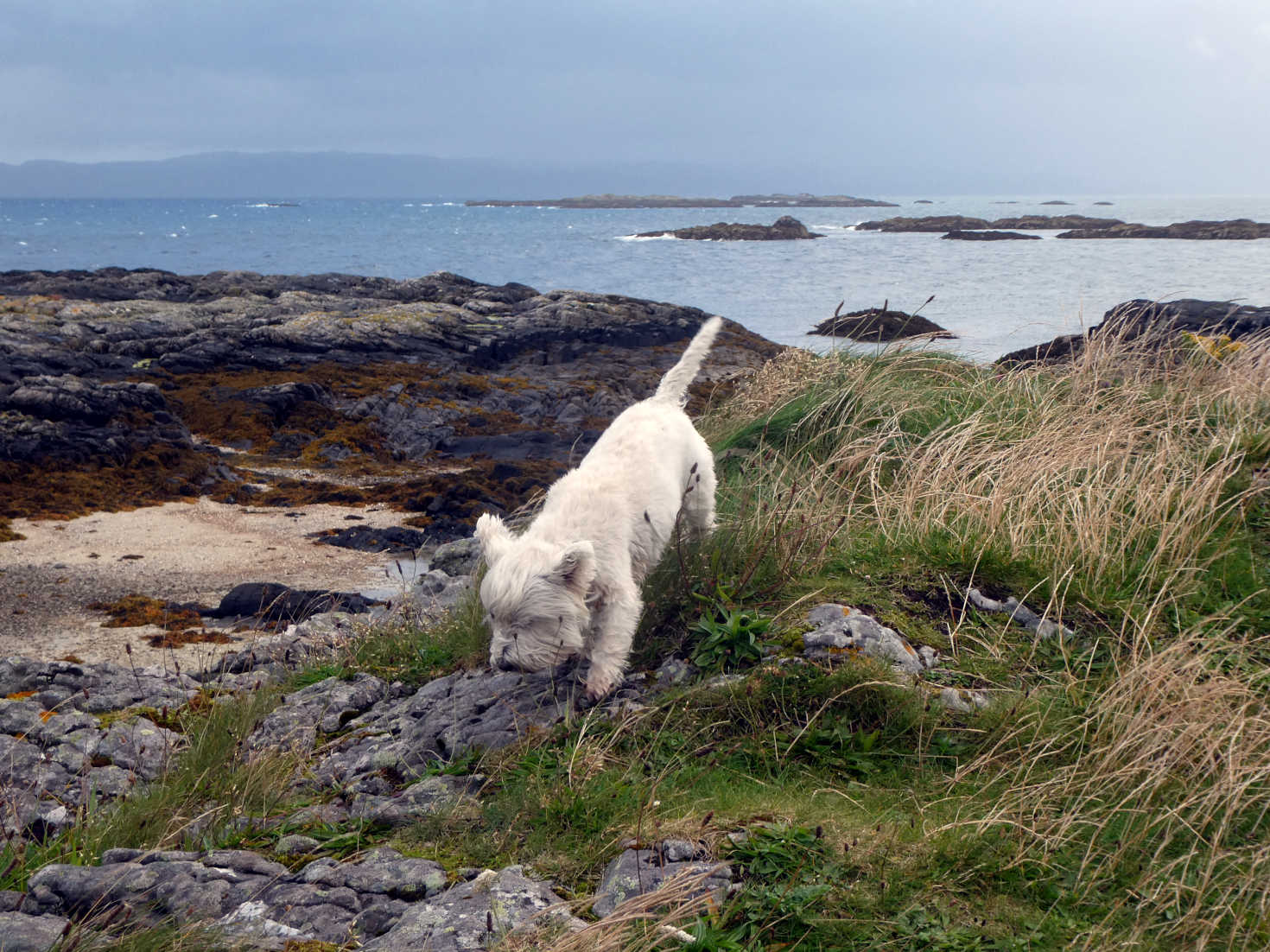 poppy the westies last play in the island at silver sands