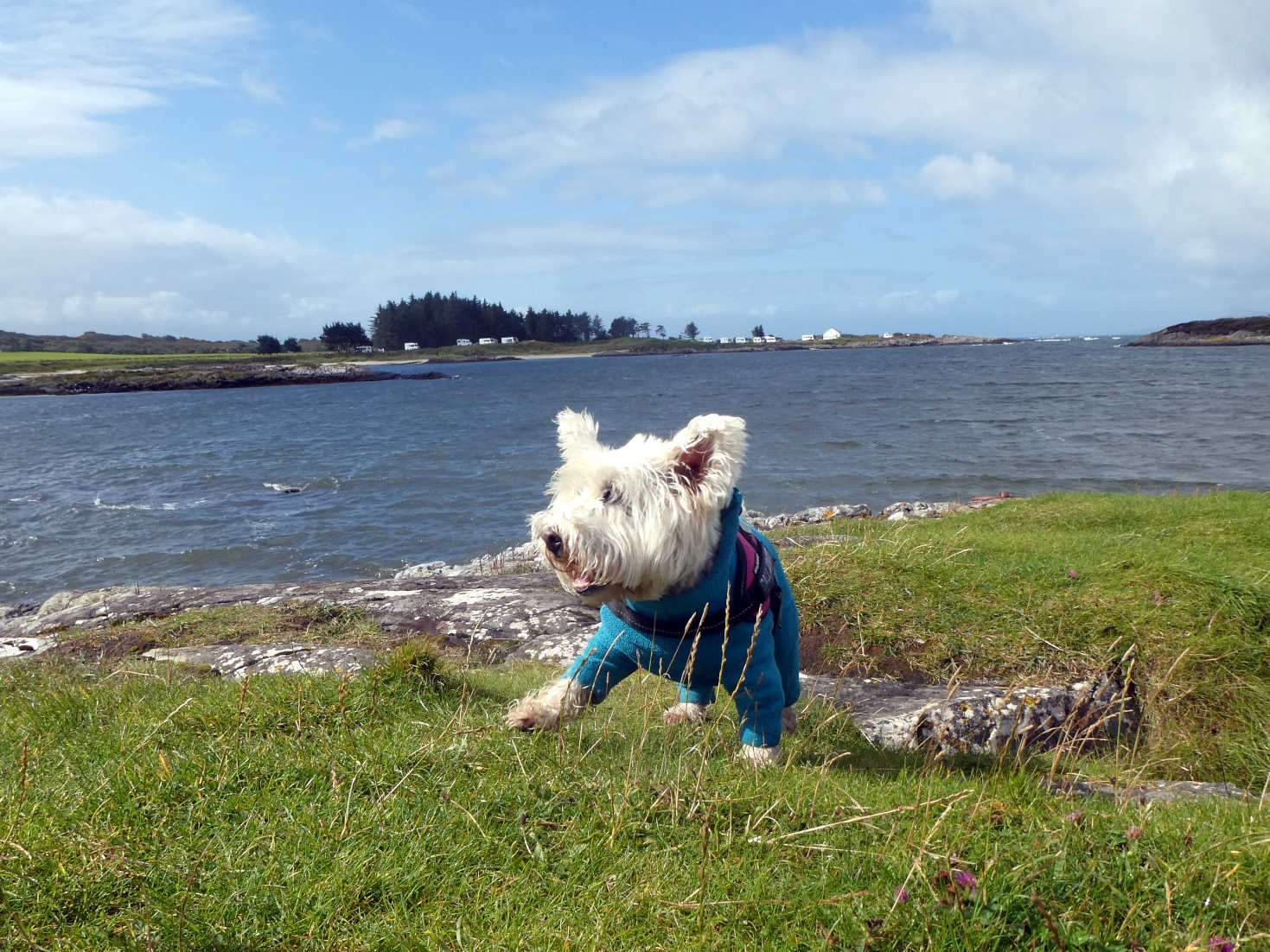 poppy the wsetie leaving Traigh beach