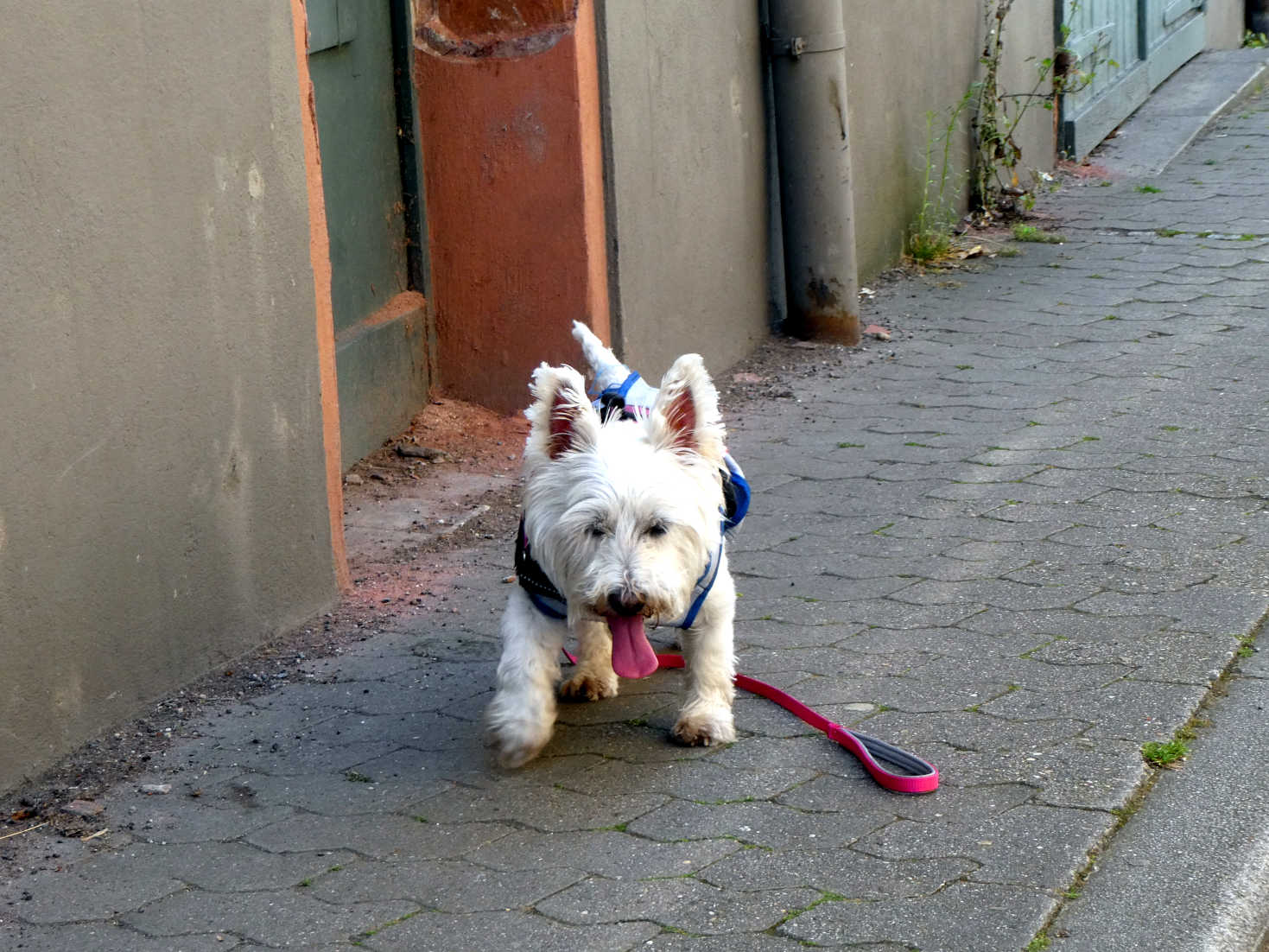 too hot for poppy the westie in Neckargemund