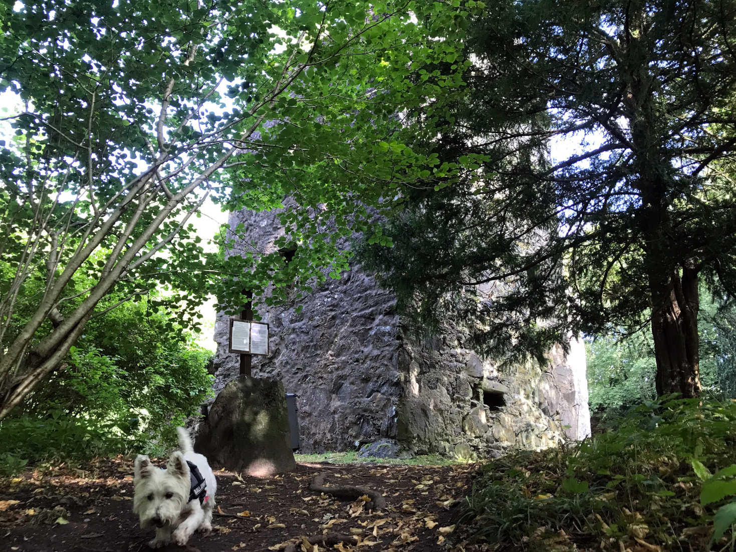 Poppy the Westie at Finlarig Castle