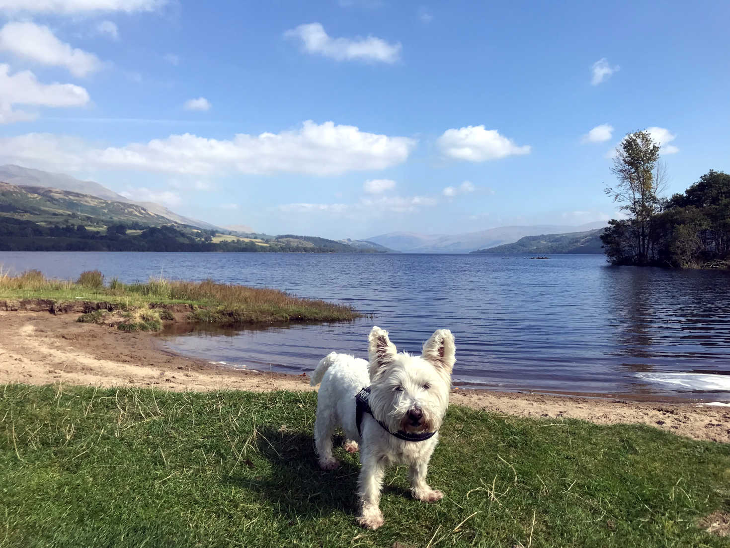 Poppy the Westie at Loch Tay