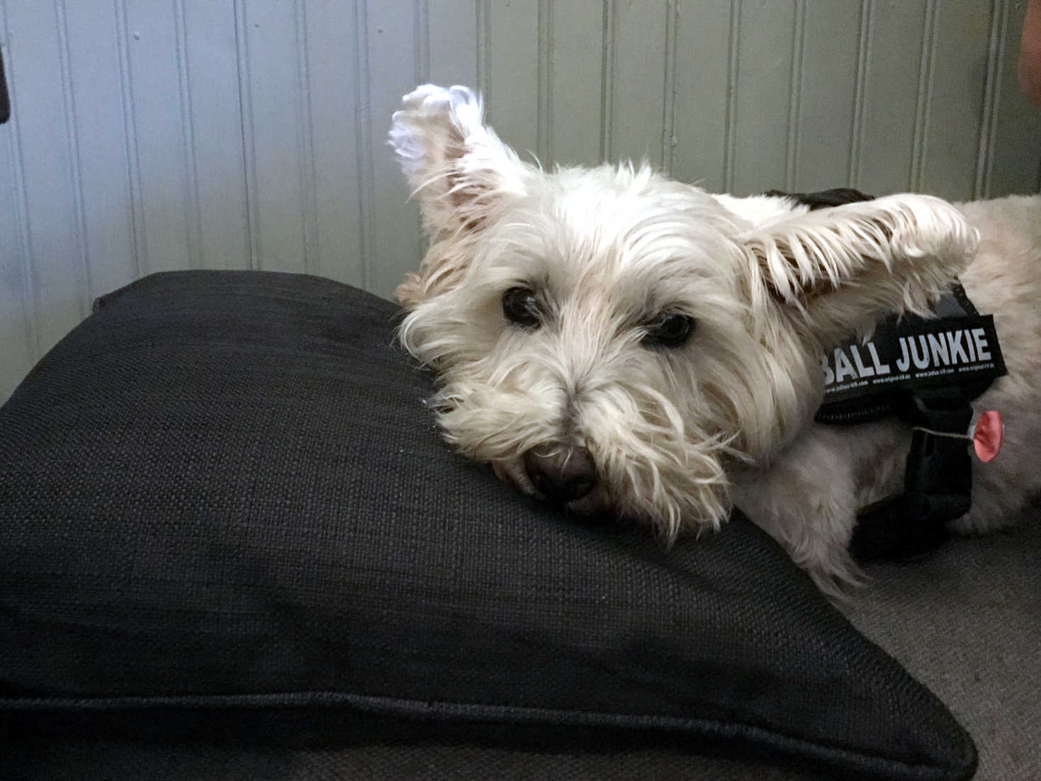 Poppy the Westie at The Courie Inn Killin