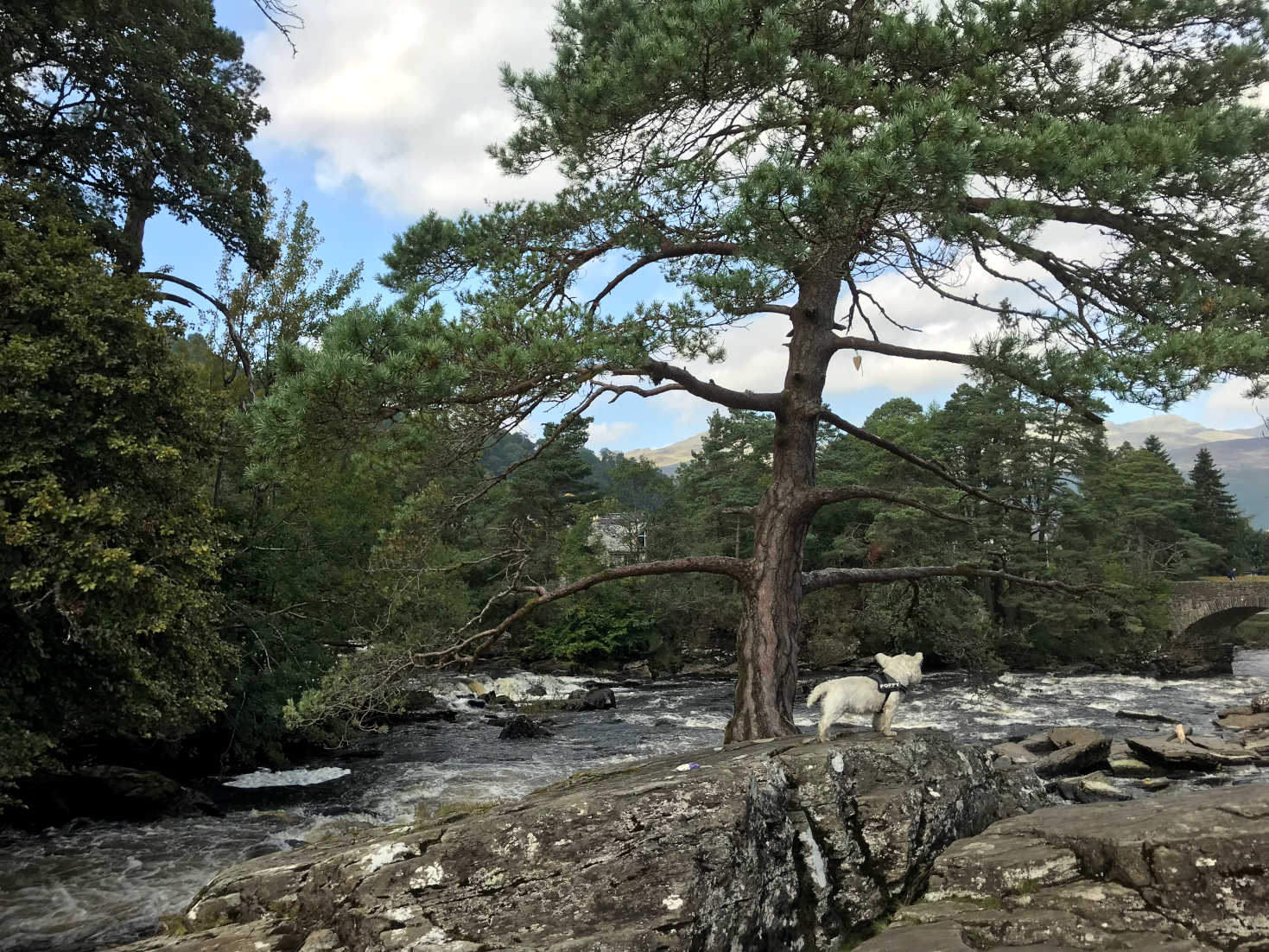 Poppy the Westie looks at Falls of Dochart