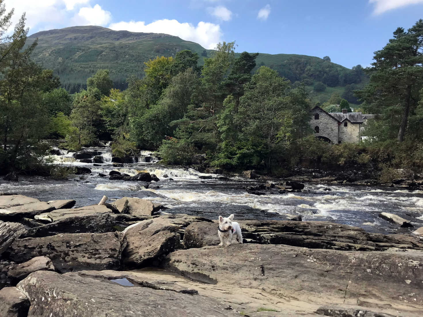 Poppy the westie explores Falls of Dochart