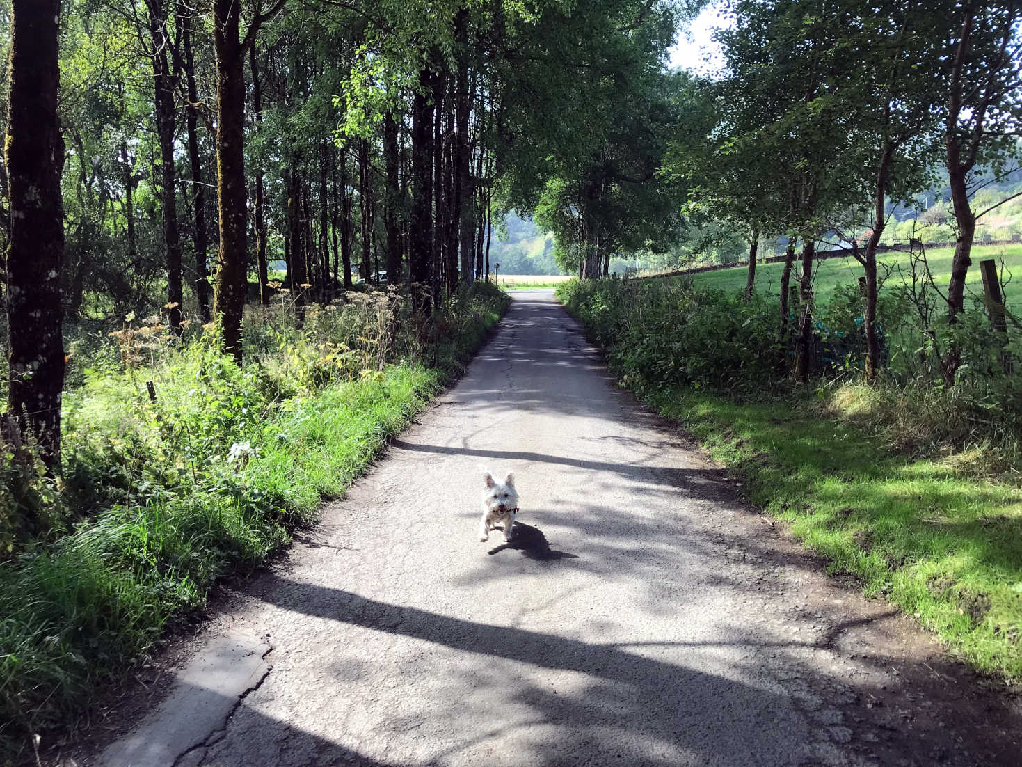 Poppy the westie going to Loch Tay