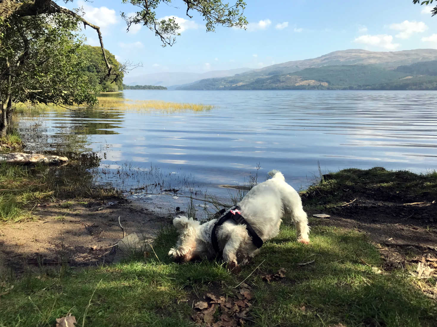 Poppy the westie has a scratch at Loch Tay