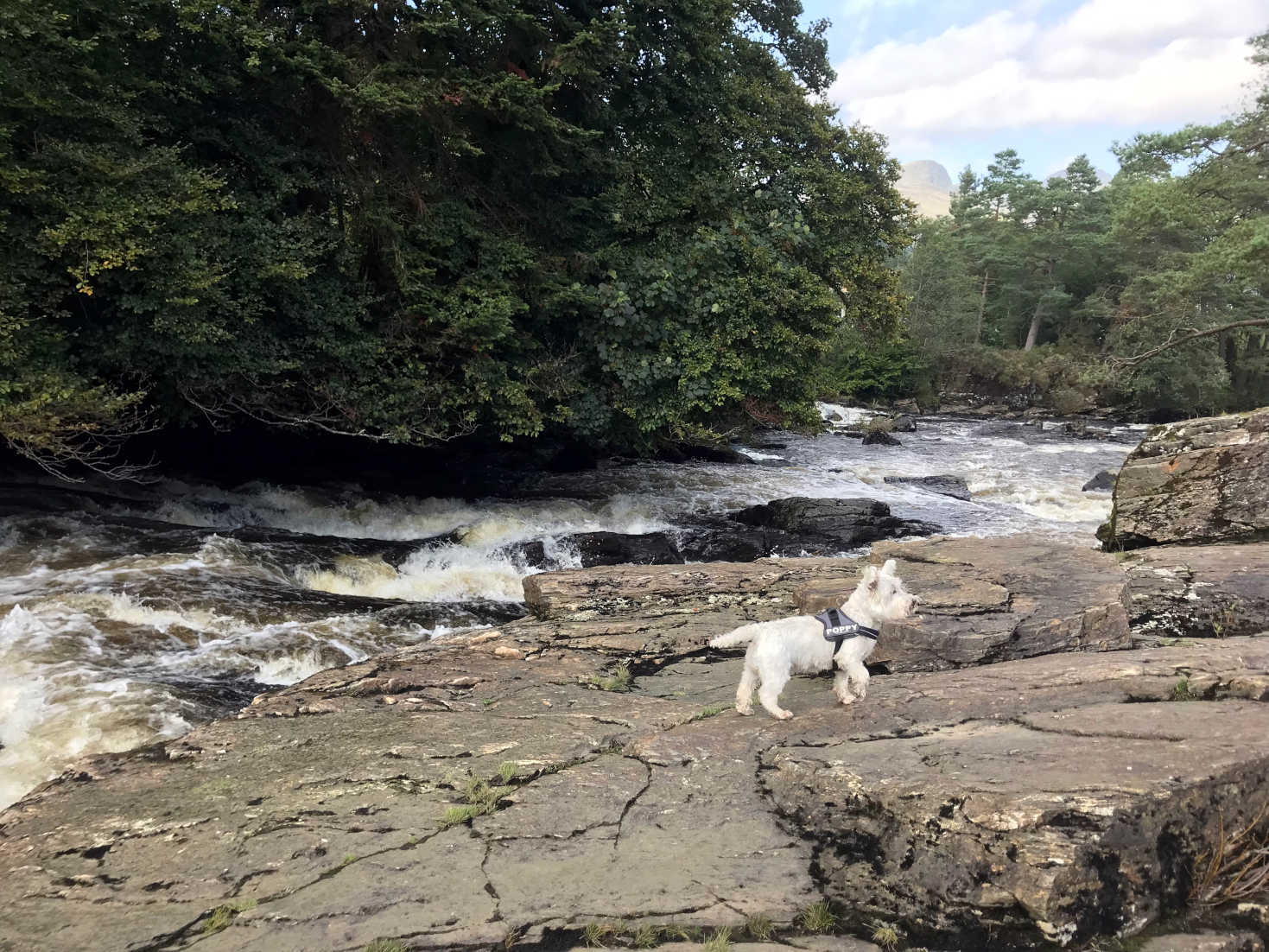 Poppy the westie having fun at Falls of Dochart