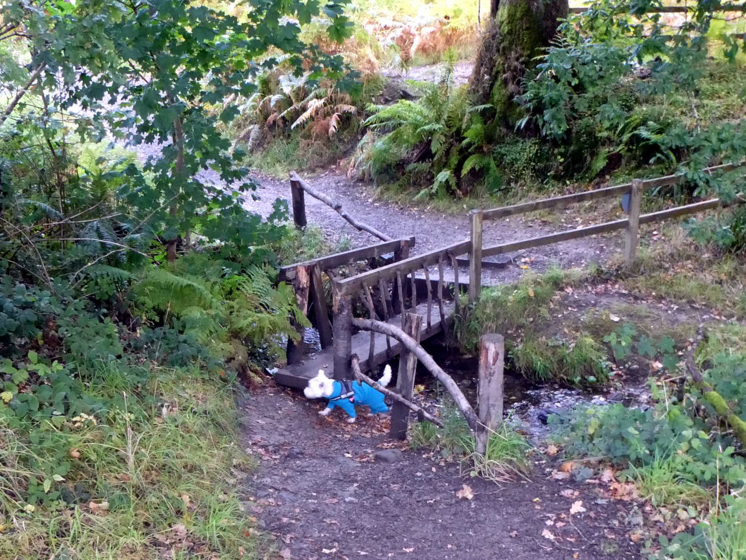 Poppy the westie at the Faerie Bridge Luss