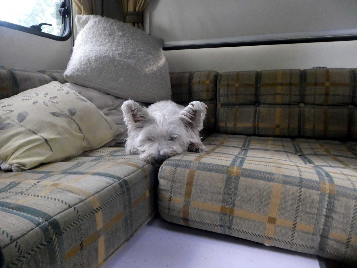 poppy the westie after a day in ambleside