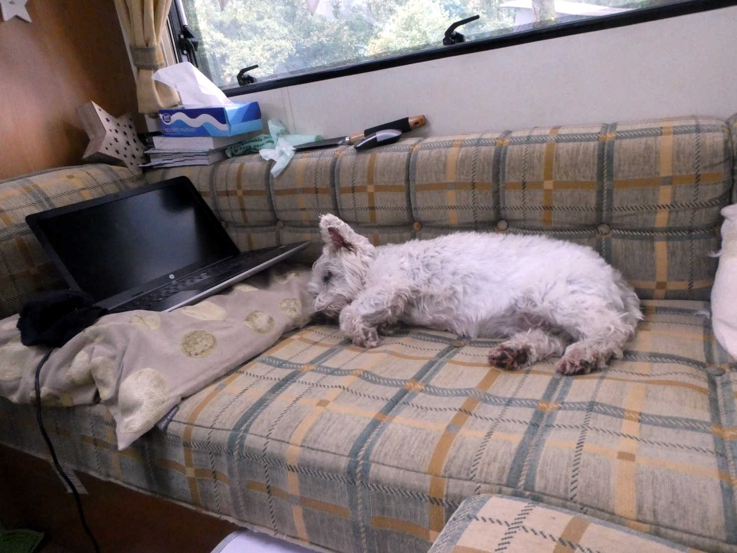 poppy the westie after a hard morning